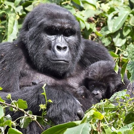 Silverback Lodge Buhoma Exteriér fotografie
