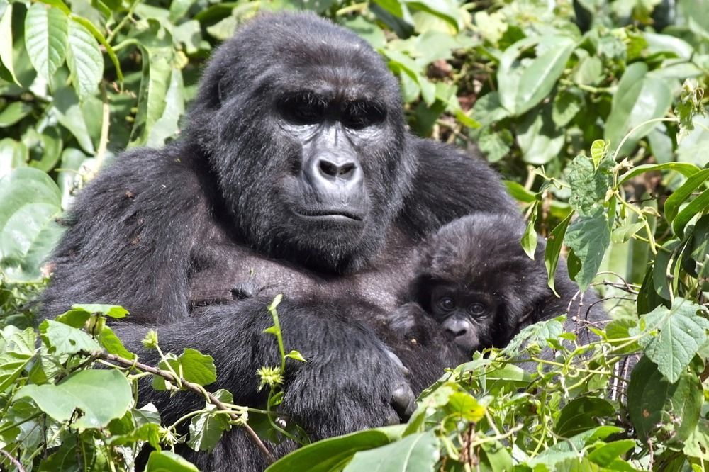 Silverback Lodge Buhoma Exteriér fotografie